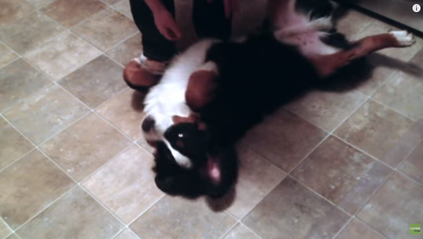 Chevy the Dog Refuses to Acknowledge Bedtime - Sputnik International