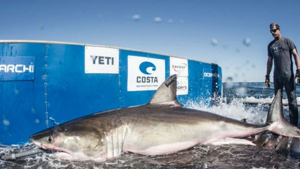 Hilton the Shark - Sputnik International