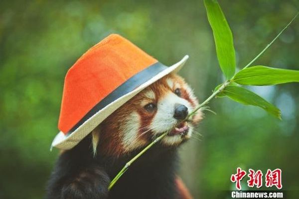 Cute Red Panda Photos Posted to Promote Animal Care - Sputnik International