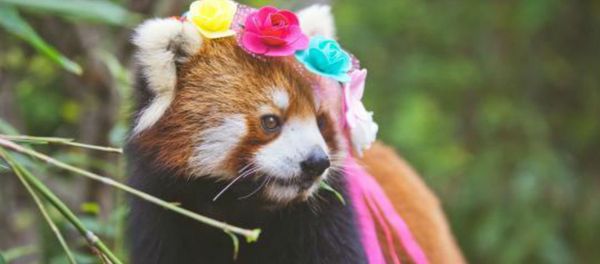 Cute Red Panda Photos Posted to Promote Animal Care - Sputnik International
