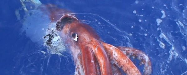 Giant squid - Sputnik International