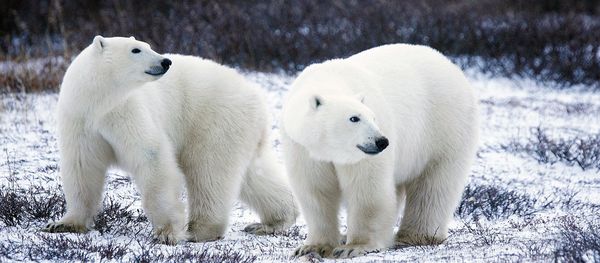 Polar Bears Polar Bears - Sputnik International