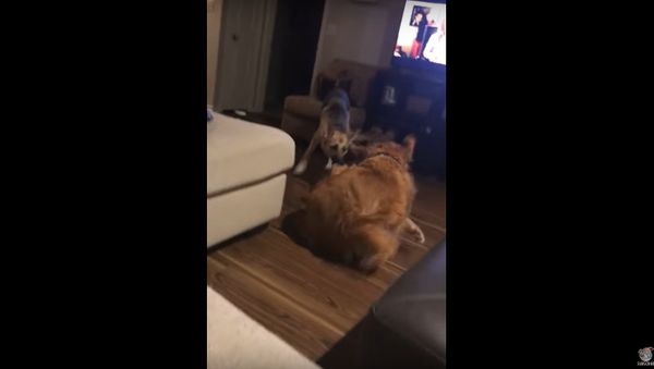 Golden Retriever Mop - Sputnik International