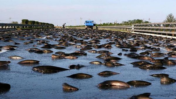Rain fish in Honduras - Sputnik International
