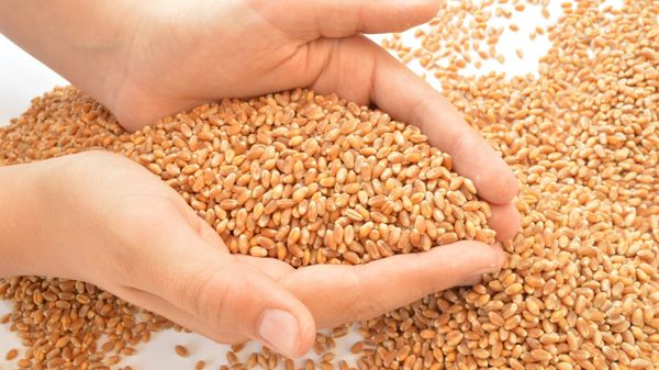 Wheat - Sputnik International