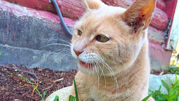 Alaska Town Says Goodbye to Honorary Cat Mayor - Sputnik International