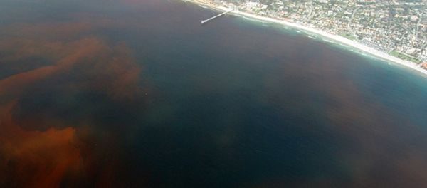 A red tide off the coast of La Jolla San Diego, California. (File) A red tide off the coast of La Jolla San Diego, California. (File) - Sputnik International