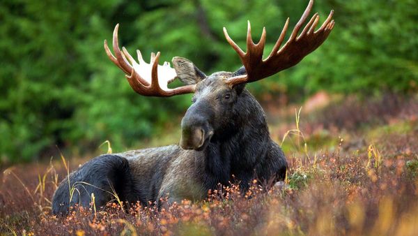 Moose - Sputnik International