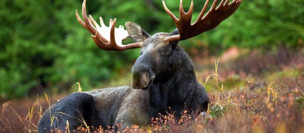 Moose - Sputnik International