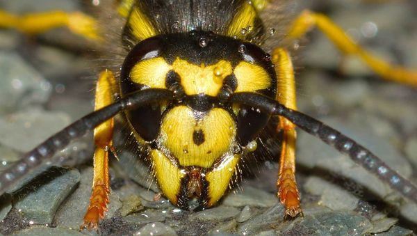 Wasp Wasp - Sputnik International