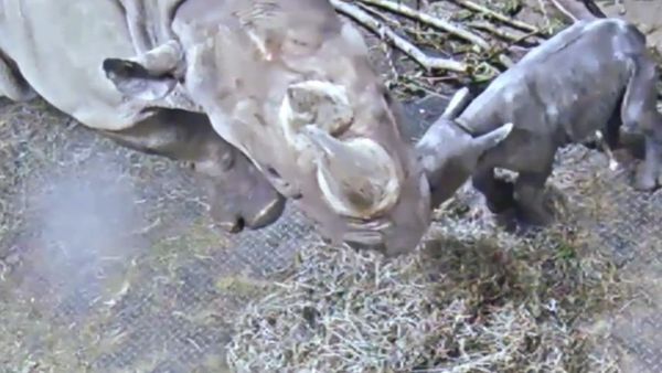 Kendi The Black Rhino Celebrates One Week Birthday - Sputnik International