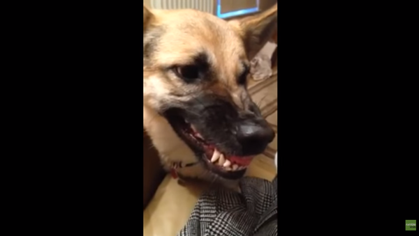 German Shepard Shows Off Funny Growl - Sputnik International