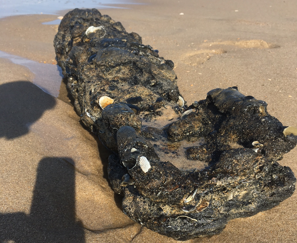 First Unexploded World War II Bomb Found Along North Carolina July 14 First Unexploded World War II Bomb Found Along North Carolina July 14 - Sputnik International