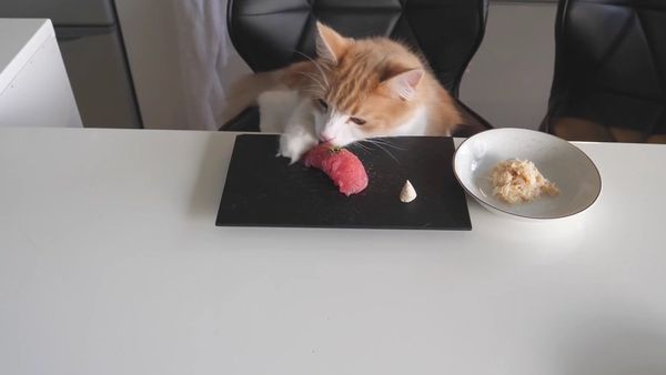 Sushi for cat - Sputnik International