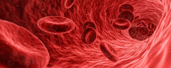 Red blood cells Red blood cells - Sputnik International