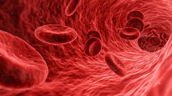 Red blood cells - Sputnik International