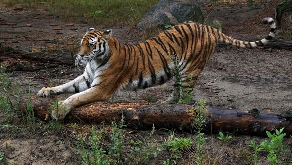 An Amur tiger at the Eberswalde Zoo - Sputnik International