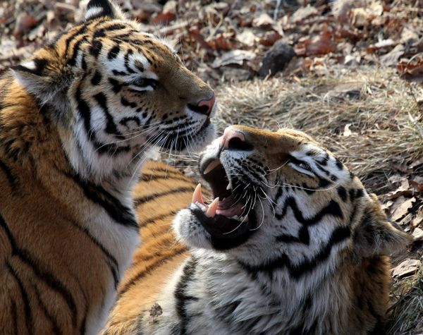 One-year-and-eight-months-old sibling Amur tigers, named Amur, right, and Taiga, in the Primorye safari park. (File) One-year-and-eight-months-old sibling Amur tigers, named Amur, right, and Taiga, in the Primorye safari park. (File) - Sputnik International