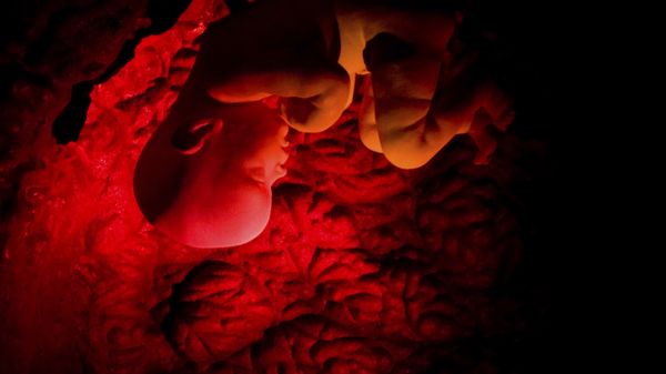 A human embryo   - Sputnik International