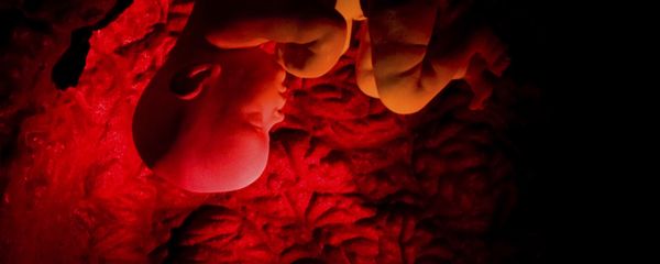 A human embryo is shown in a three-dimensional film on human reproduction at the Corpus museum in Oegstgeest 35 kilometers (21 miles) southeast of Amsterdam, Netherlands in this March 14, 2008 file photo - Sputnik International