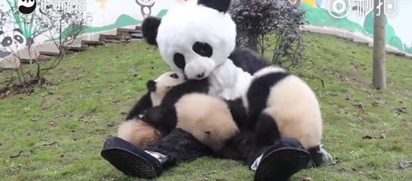 Keeper wears panda costume to interact with cubs to protect them from human attachment Keeper wears panda costume to interact with cubs to protect them from human attachment - Sputnik International