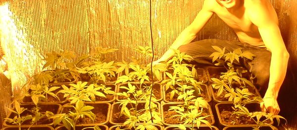 Photo of Maxwell posing with cannabis, recovered from one of his memory cards Photo of Maxwell posing with cannabis, recovered from one of his memory cards - Sputnik International