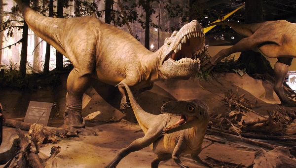 Albertosaurus models, Royal Tyrell Museum - Sputnik International