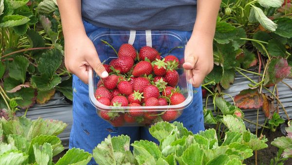 Strawberries - Sputnik International