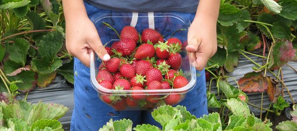 Strawberries Strawberries - Sputnik International