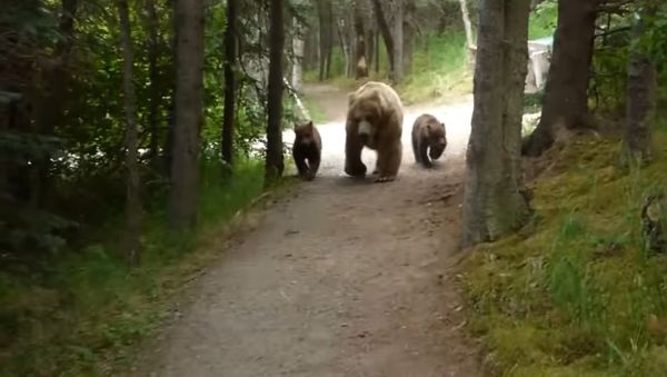 Hiking With Bears - Sputnik International