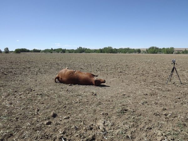 Sightings of attacks on cattle - Sputnik International