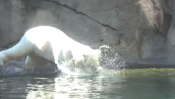 Animals at the Oregon Zoo Get Creative in Beating the Heat - Sputnik International