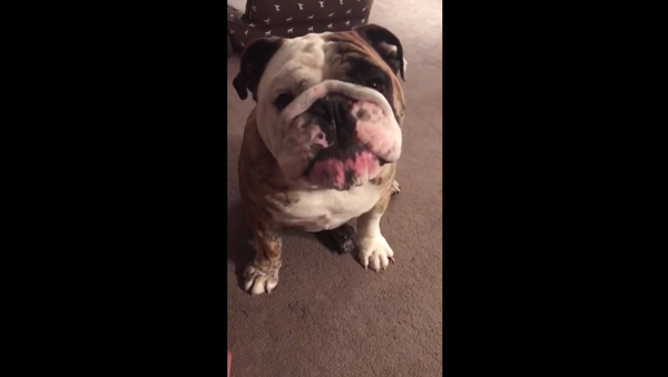 Sleepy Bulldog Refuses to Go to Bed - Sputnik International