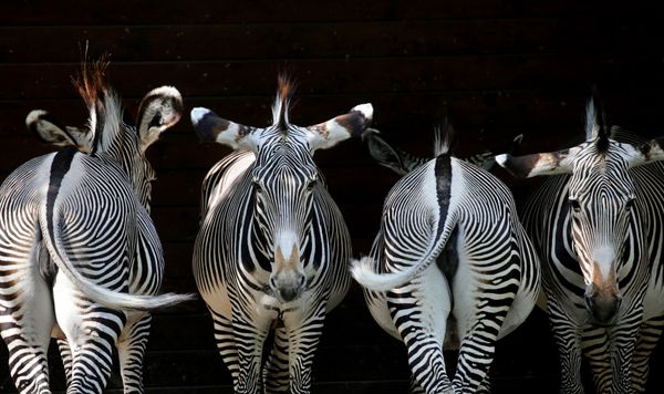 This Week in Pictures This Week in Pictures - Sputnik International