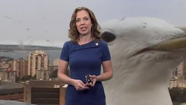 When A Giant Seagull Bombards Your Weather Report - Sputnik International