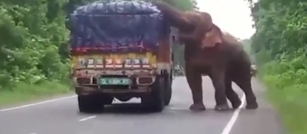 Elephant Stops And Eats Potatoes From Truck On Road - Sputnik International