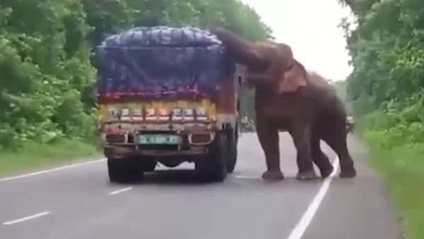 Elephant Stops And Eats Potatoes From Truck On Road - Sputnik International