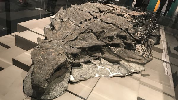 Nodosaur Nodosaur - Sputnik International
