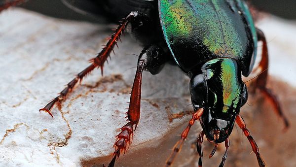 Beetle - Sputnik International