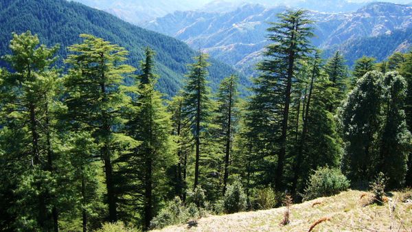 Himalayan cedar - Sputnik International