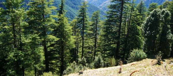 Himalayan cedar - Sputnik International