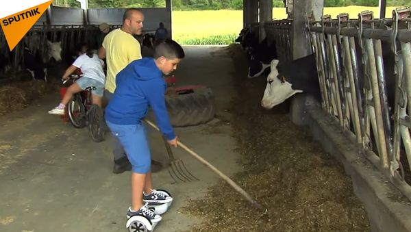 Cow Caretaker On Hoverboard - Sputnik International