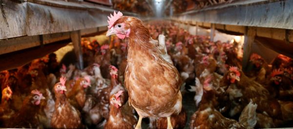 Hens are pictured at a poultry farm in Wortel near Antwerp, Belgium August 8, 2017 - Sputnik International