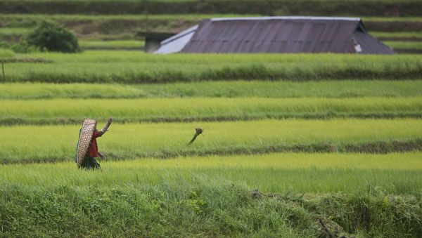 An Indian tribal man wears traditional protection as he works in a paddy field during monsoon rains in Jowai, India, Tuesday, July 25, 2017 - Sputnik International