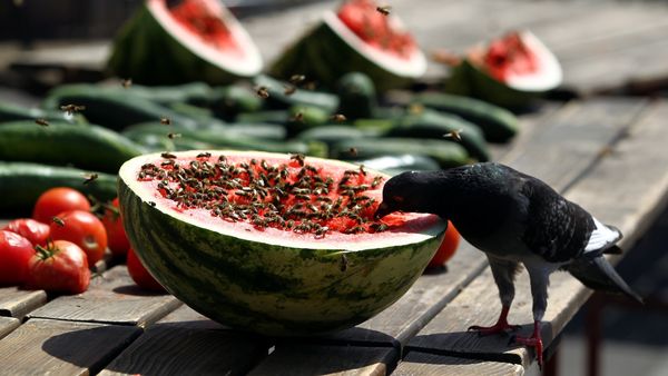 A bird eats a watermelon in downtown Zagreb, Croatia August 4, 2017 - Sputnik International