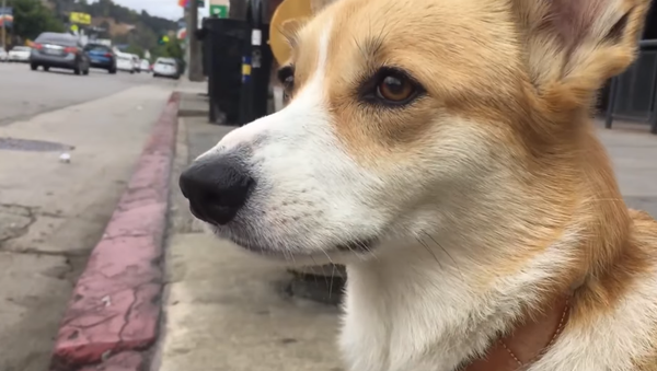 Move Over Lassie! This Corgi Will Save You - Sputnik International