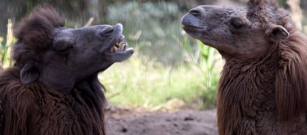 Bactrian camels. (File) Bactrian camels. (File) - Sputnik International