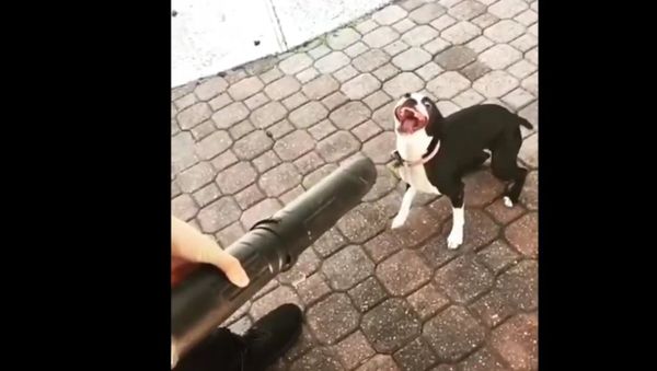 Doggo vs leaf blower - Sputnik International