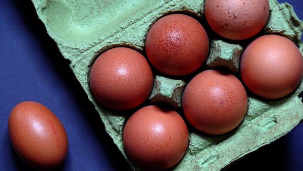 Eggs - Sputnik International