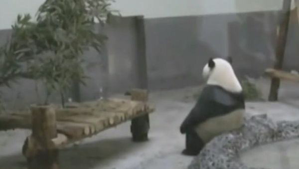 Bei Bei gets ’emo‘: Sitting quietly in hot summer - Sputnik International
